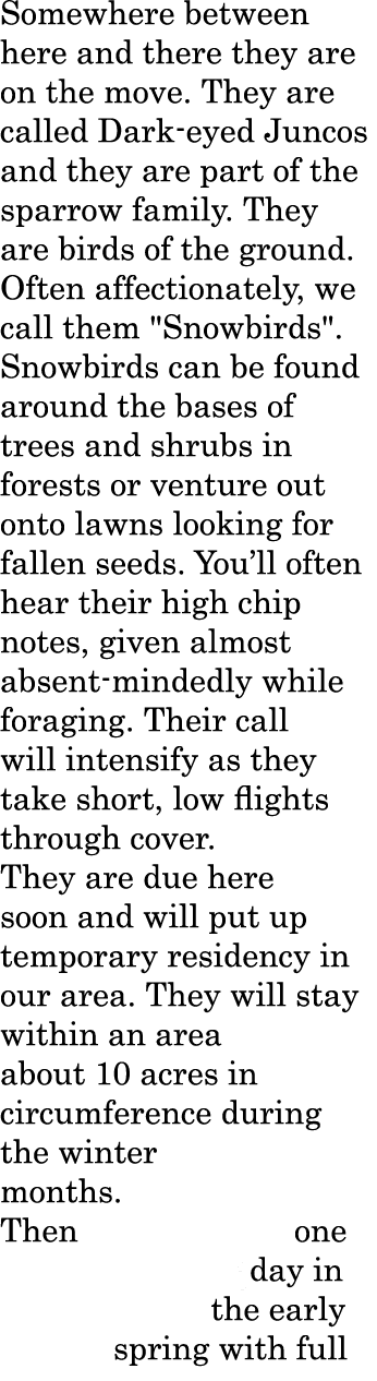 Somewhere between here and there they are on the move. They are called Dark eyed Juncos and they are part of the spar...