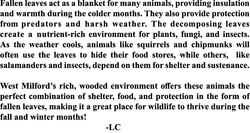 Fallen leaves act as a blanket for many animals, providing insulation and warmth during the colder months. They also ...