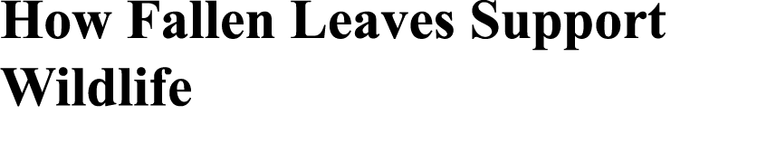 How Fallen Leaves Support Wildlife