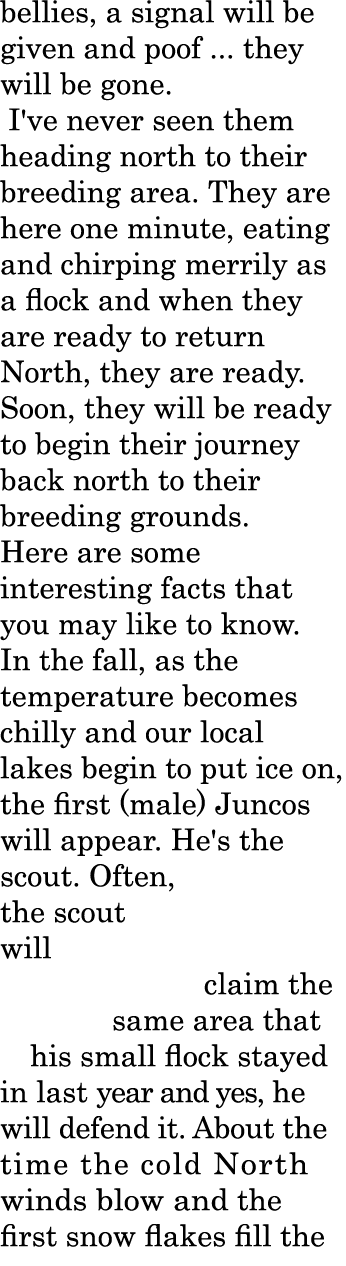 bellies, a signal will be given and poof ... they will be gone. I've never seen them heading north to their breeding ...